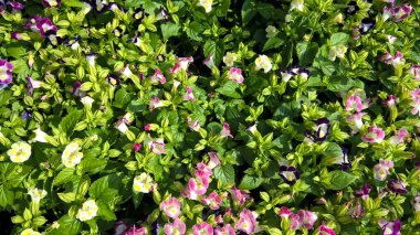 Çok amaçlı kullanım için taze renkli çiçekler ve bitkilerin manzarası