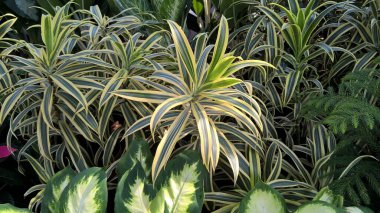 çok amaçlı kullanım için bitkilerin manzarası