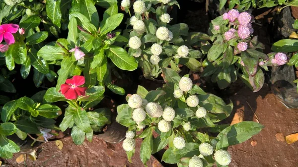 Vista Panorâmica Flores Plantas Coloridas Frescas Para Uso Multiúso — Fotografia de Stock