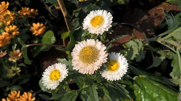 Vista Panorámica Flores Plantas Frescas Coloridas Para Uso Multipropósito — Foto de Stock