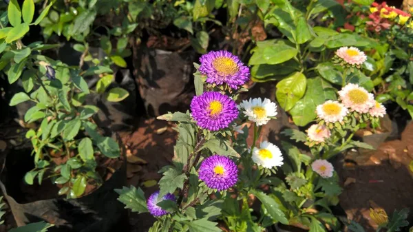 Vista Panorámica Flores Plantas Frescas Coloridas Para Uso Multipropósito — Foto de Stock