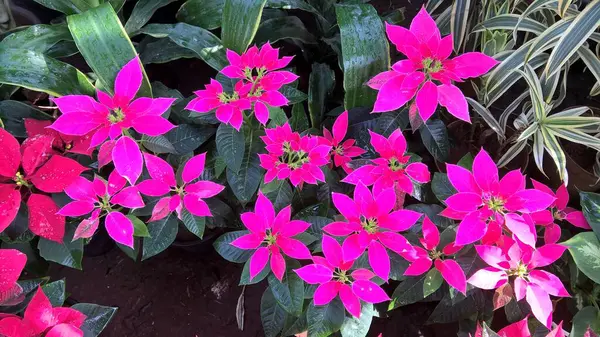 Vista Panorámica Hojas Plantas Coloridas Para Uso Multipropósito — Foto de Stock