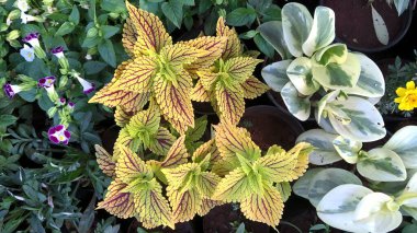 Coleus Blumei ya da Plectranthus scutellarioides olarak da adlandırılan koleus bitkilerinin manzarası