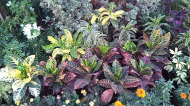 çok amaçlı kullanım için bitkilerin manzarası