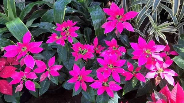 Vista Cênica Folhas Coloridas Plantas Para Uso Multiúso — Fotografia de Stock