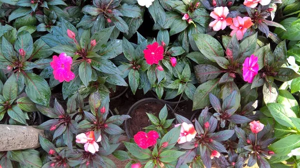 Szenische Ansicht Von Frischen Bunten Blumen Und Pflanzen Für Den — Stockfoto