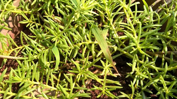 多用途植物的景致 — 图库照片