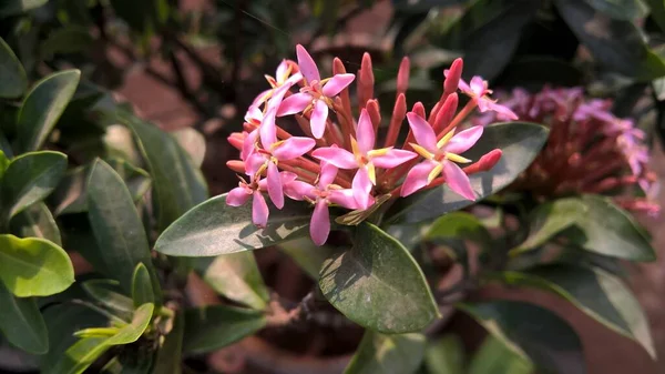 Çok Amaçlı Kullanım Için Taze Renkli Çiçekler Bitkilerin Manzarası — Stok fotoğraf