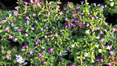 Çok amaçlı kullanım için taze renkli çiçekler ve bitkilerin manzarası