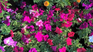 Çok amaçlı kullanım için taze renkli çiçekler ve bitkilerin manzarası