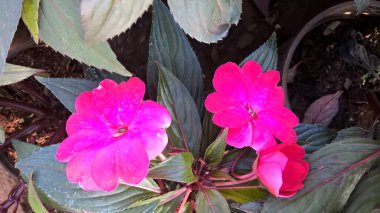 Çok amaçlı kullanım için taze renkli çiçekler ve bitkilerin manzarası