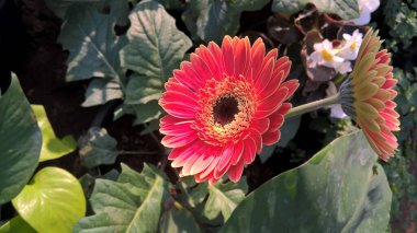 Gerbera Papatya çiçeği ve bitkisinin manzarası