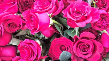 Çok amaçlı kullanım için bir demet taze gül çiçeği manzarası