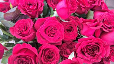 Çok amaçlı kullanım için bir demet taze gül çiçeği manzarası