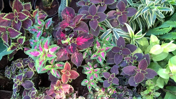 Vista Panorámica Las Plantas Para Uso Polivalente —  Fotos de Stock