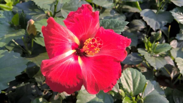 Malerische Aussicht Auf Hibiskus Oder Rosmarin Ermöglichen Blüten Und Pflanzen — Stockfoto