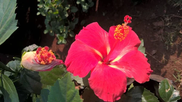 Vue Panoramique Hibiscus Fleur Romarin Jachère Des Plantes Usages Multiples — Photo