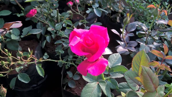 Vista Cênica Flores Rosas Plantas Para Uso Multiúso — Fotografia de Stock