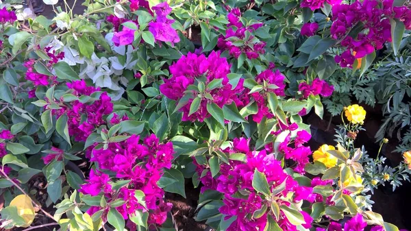 Vista Panorámica Flores Plantas Frescas Coloridas Para Uso Multipropósito — Foto de Stock