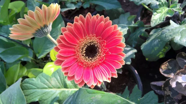 Gerbera Papatya çiçeği ve bitkisinin manzarası