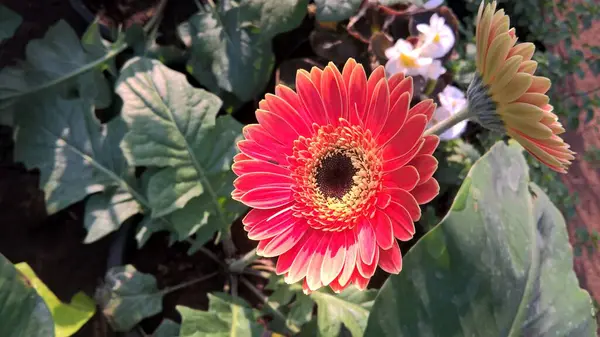 Vue Panoramique Gerbera Daisy Fleur Plante — Photo