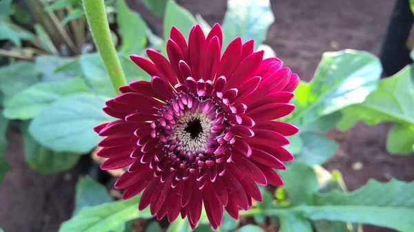 Widok Gerbera Daisy Kwiat Roślina — Zdjęcie stockowe