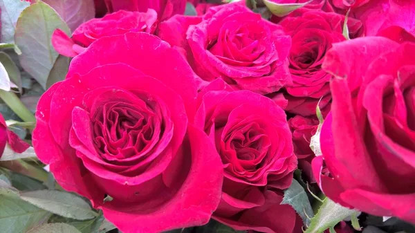 Schilderachtige Weergave Van Bos Van Verse Rozenbloemen Voor Multifunctioneel Gebruik — Stockfoto