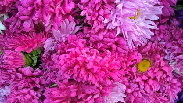 Vue Panoramique Fleurs Fraîches Colorées Pour Usage Polyvalent — Photo