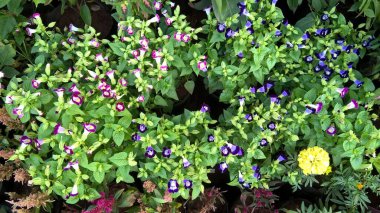 Renkli çiçek ve bitkilerin çok amaçlı kullanımı manzarası