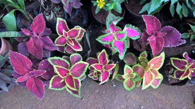 Coleus Blumei ya da Plectranthus scutellarioides olarak da adlandırılan koleus bitkilerinin manzarası