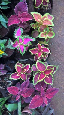 Coleus Blumei ya da Plectranthus scutellarioides olarak da adlandırılan koleus bitkilerinin manzarası