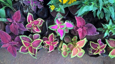 Coleus Blumei ya da Plectranthus scutellarioides olarak da adlandırılan koleus bitkilerinin manzarası