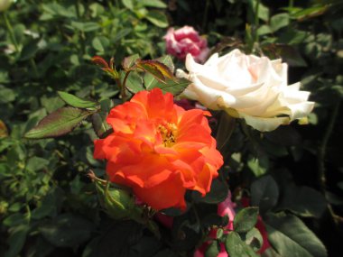 Gül çiçekleri ve bitkilerin çok amaçlı kullanımı manzarası