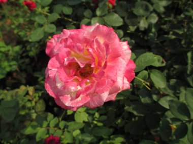 Gül çiçekleri ve bitkilerin çok amaçlı kullanımı manzarası