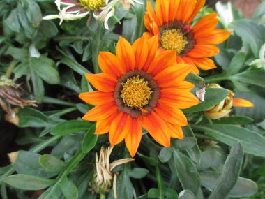 Renkli çiçek ve bitkilerin çok amaçlı kullanımı manzarası