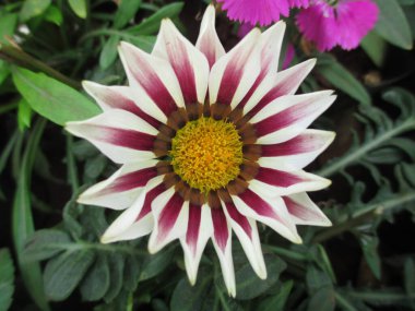 Renkli çiçek ve bitkilerin çok amaçlı kullanımı manzarası