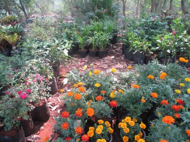 Renkli çiçek ve bitkilerin çok amaçlı kullanımı manzarası