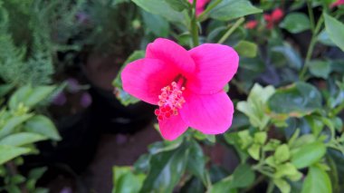 Hibiscus ya da gül çiçeği ve bitkilerin manzarası