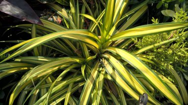 Çok amaçlı kullanım için yeşil yaprakların ve bitkilerin manzarası