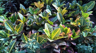 Çok amaçlı kullanım için yeşil yaprakların ve bitkilerin manzarası