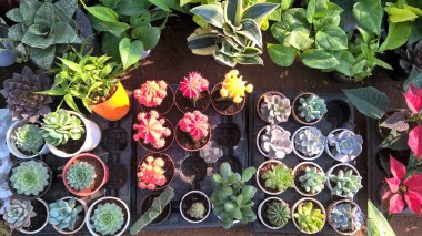 Çok amaçlı kullanım için echeveria sulu bitkilerin görüntüsü