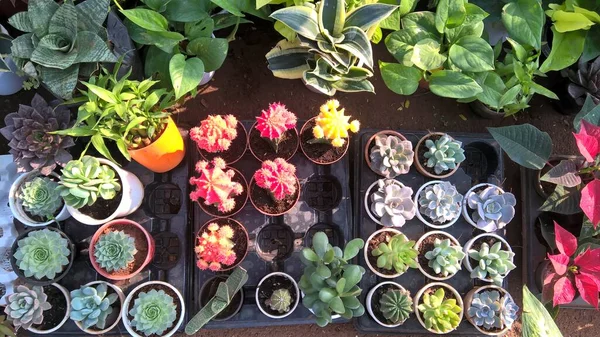 Çok amaçlı kullanım için echeveria sulu bitkilerin görüntüsü