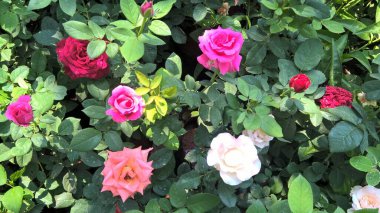 Projelerin çok amaçlı kullanımı için bitkilerin veya çiçeklerin manzarası