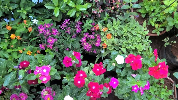 Malerische Ansicht Von Pflanzen Oder Blumen Für Die Mehrzweck Nutzung — Stockfoto