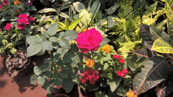 Malerische Ansicht Von Pflanzen Oder Blumen Für Die Mehrzweck Nutzung — Stockfoto