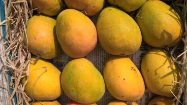 Projelerin çok amaçlı kullanımı için bitkilerin veya çiçeklerin manzarası