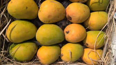 Projelerin çok amaçlı kullanımı için bitkilerin veya çiçeklerin manzarası