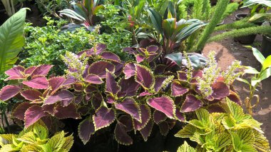 Projelerin çok amaçlı kullanımı için bitkilerin manzarası