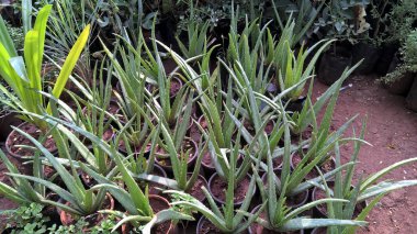 Projelerin çok amaçlı kullanımı için aloe vera bitkilerinin manzara görünümü