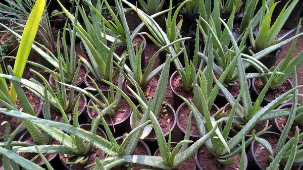 Vista Panorâmica Plantas Aloe Vera Para Uso Multiúso Projetos — Fotografia de Stock